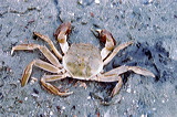 wolhandkrab01