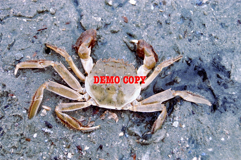wolhandkrab01.jpg