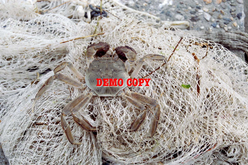 wolhandkrab0303.jpg